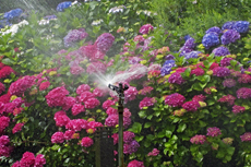 Bewässerung: Wir wässern schonend in der Abendzeit mit Schlauch und Sprenger
