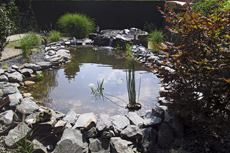 Teichgestaltung: Wasser im Garten, ein faszinierendes Element für die Menschen, Pflanzen und Tiere.